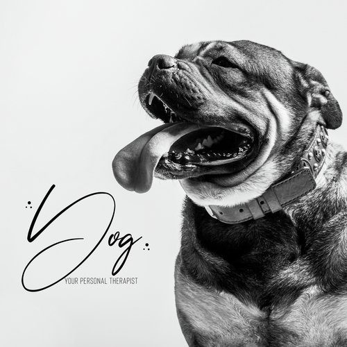 Background Music for Pets cover art