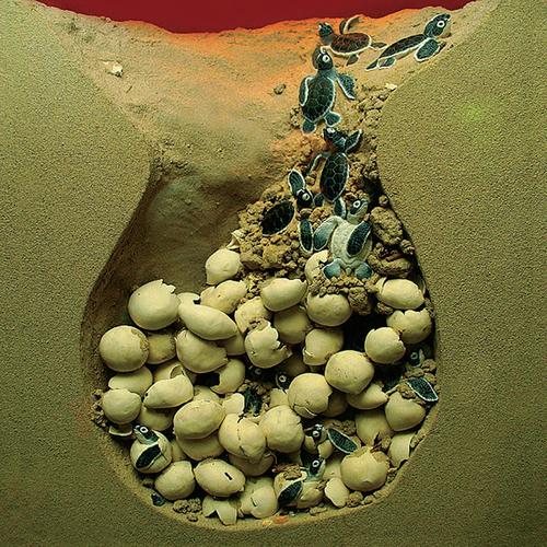 The Cell cover art