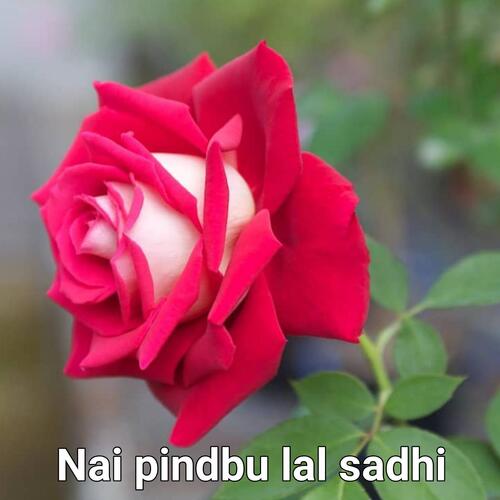 Nai pindbu lal sadhi