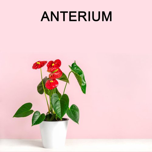 LUPENTE cover art