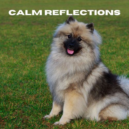 Calm Reflections_poster_image