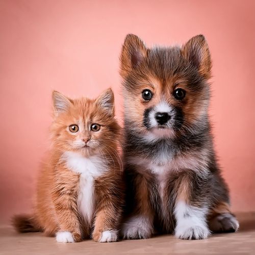 Música Para Mascotas Y La Armonía De Su Silenciosa Compañía