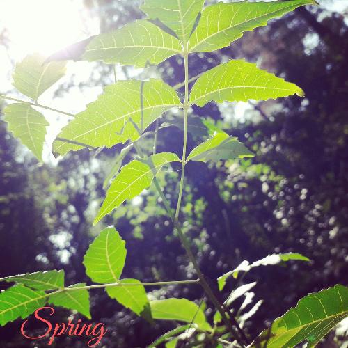 Spring_poster_image