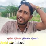 Pedal Chali Bavli