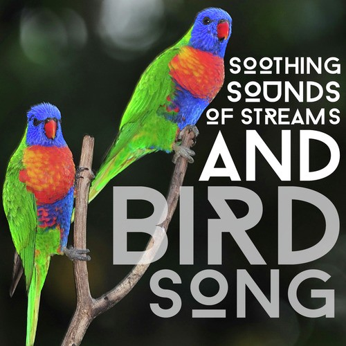 Soothing Sounds of Streams and Bird Song
