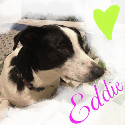 Eddie cover art