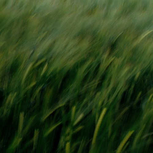 Tall grass