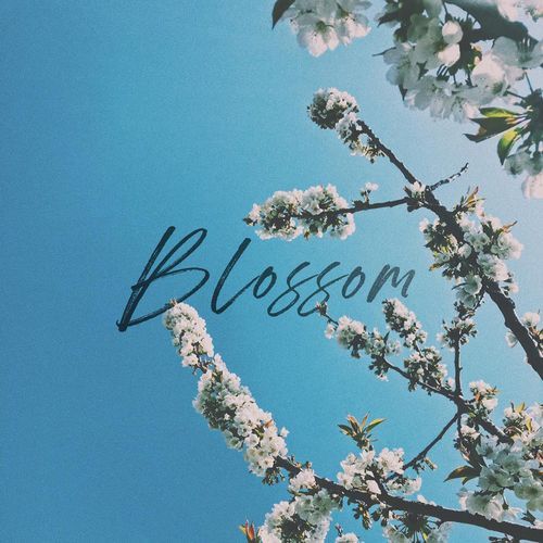 Blossom