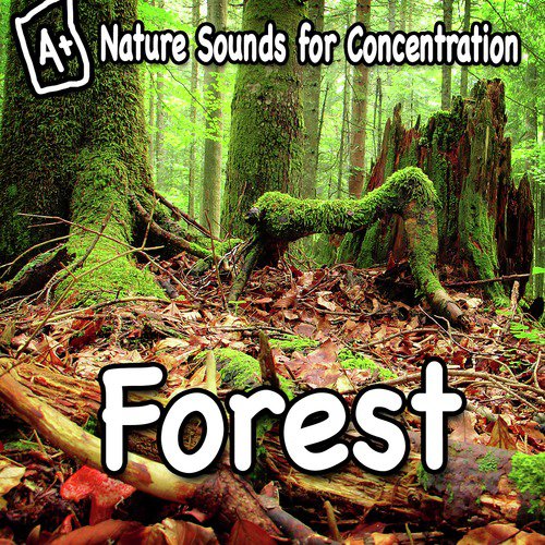 Nature Sounds for Concentration - Forest