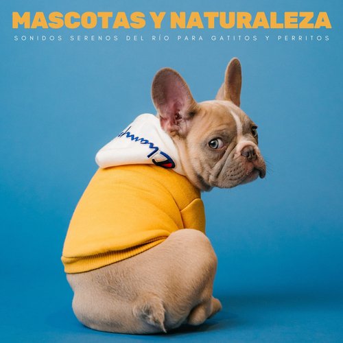 Mascotas Y Naturaleza: Sonidos Serenos Del Río Para Gatitos Y Perritos