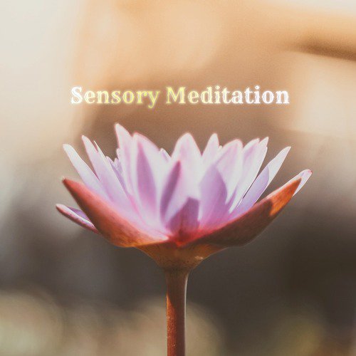 Sensory Meditation
