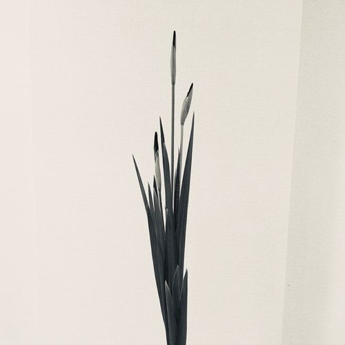Journey to Dawn cover art