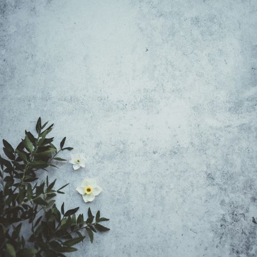 Vanishing Trace cover art