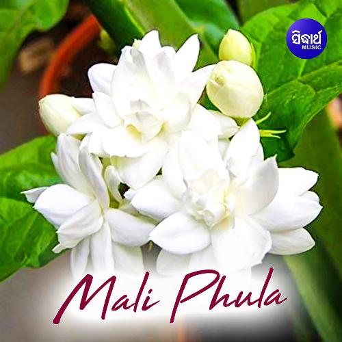 Malli Phula