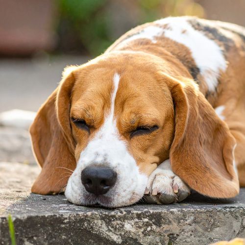 Perro En Paz Y Armonía cover art