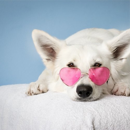 Binaural Sounds for Dogs