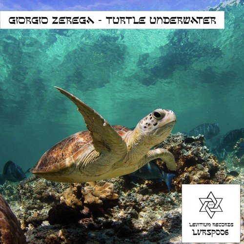 Turtle Underwater