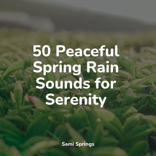 50 Peaceful Spring Rain Sounds for Serenity_poster_image