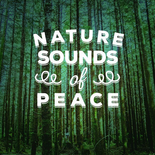  Best Nature Sounds for Relaxing