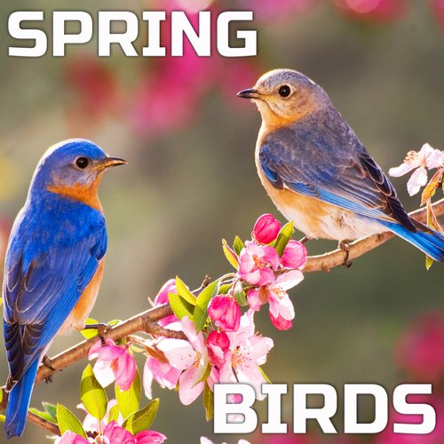 Spring Birds_poster_image