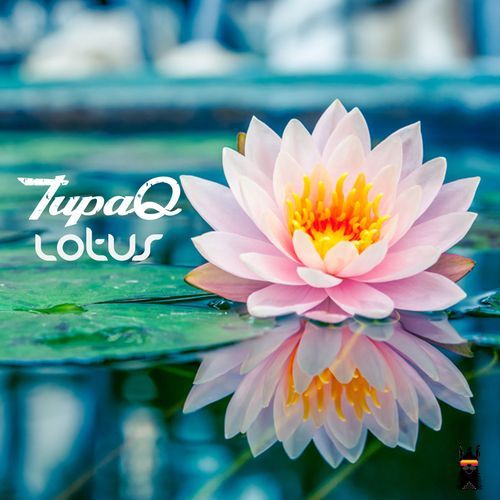 Lotus (Original Mix) cover art