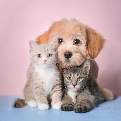Orquesta De Comodidad Para Mascotas: Sinfonías Calmantes Para Compañeros Peludos