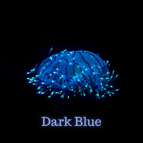 Dark Blue_poster_image