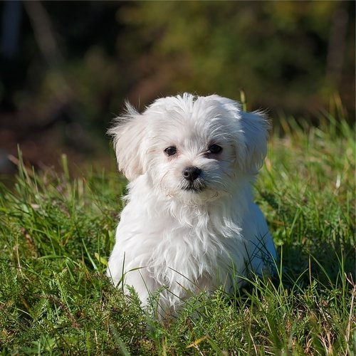 Peaceful Music Collection for Dogs