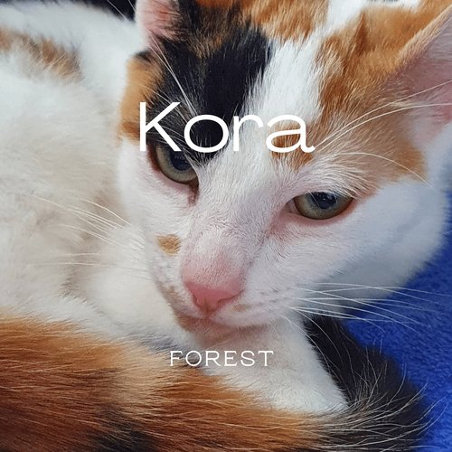 Kora