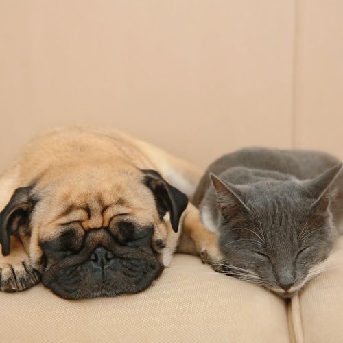 Lounge Pet Naptime: Relaxing Jazz for Serene Rest