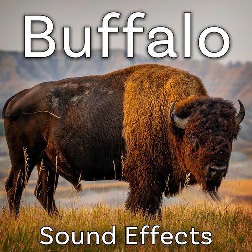 Buffalo Sound Effects