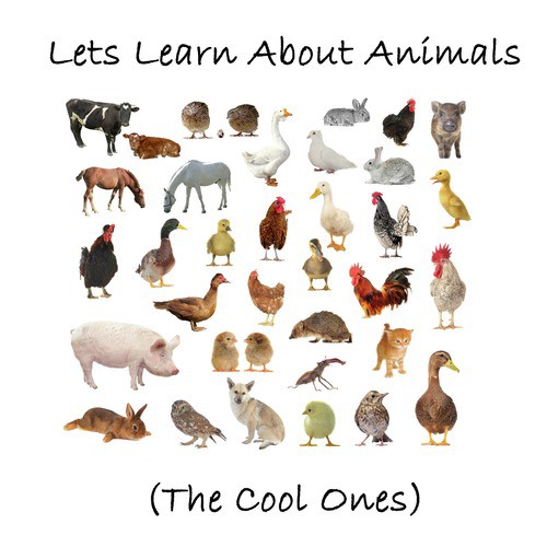Let's Learn About Animals (The Cool Ones)