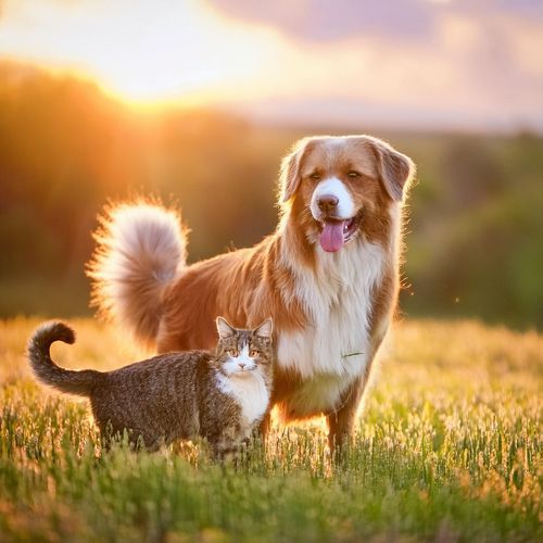 Música De Guitarra Reconfortante: Melodías Suaves Para Mascotas