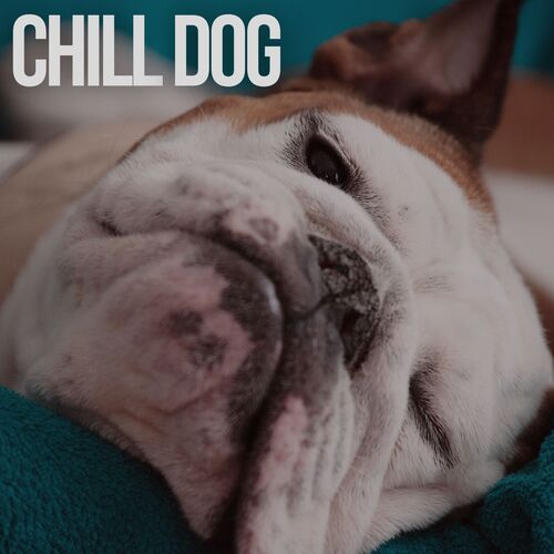 Chill Dog_poster_image