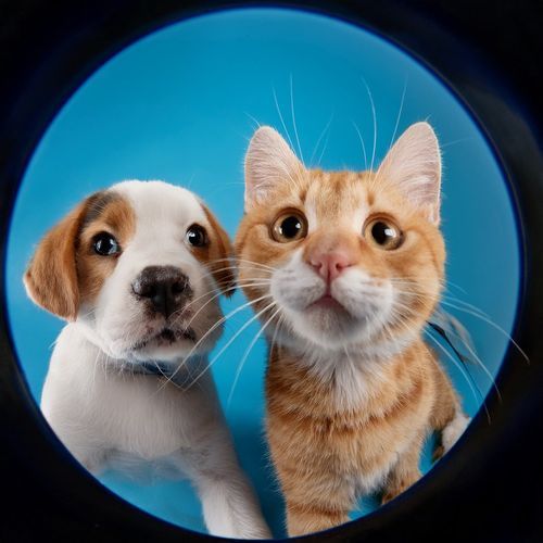 Terapia Musical Para La Serenidad Animal cover art