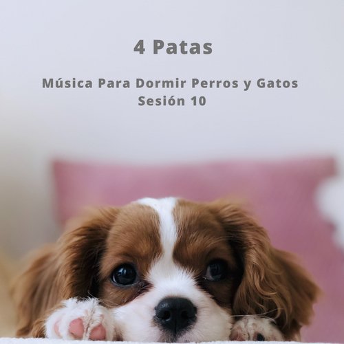 Música Para Relajar Animales cover art