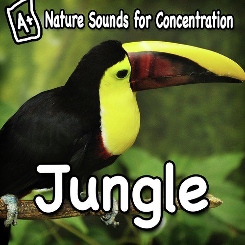 Nature Sounds for Concentration - Jungle_poster_image