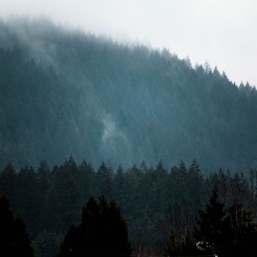 Blue Forest cover art