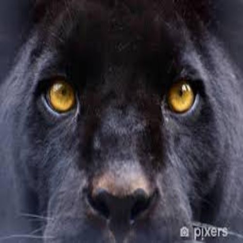 Panther cover art