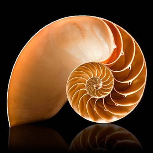 Logarithmic Spirals and Fibonacci Sequence cover art