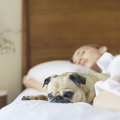 Lazy Morning cover art