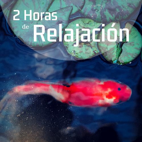 2 Horas de Relajación: Música Japonesa para Masajes con Sonido de Agua para la Meditación