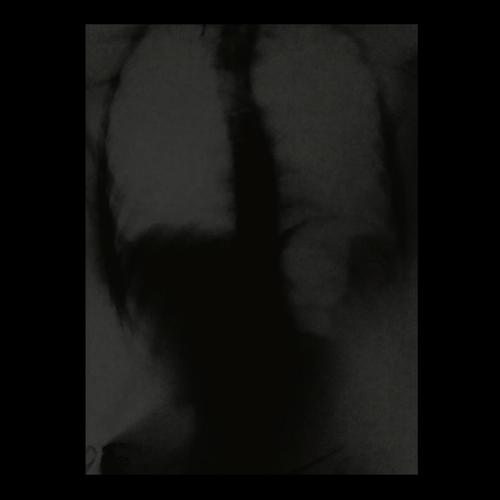 Camélidos endemoniados