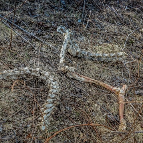 The Chains cover art