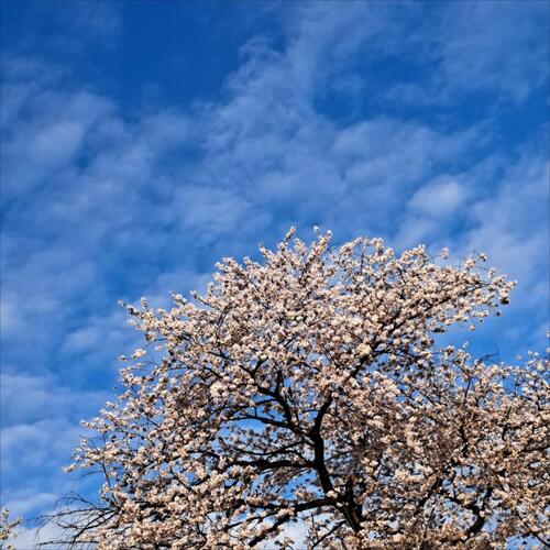 Cherry Blossoms