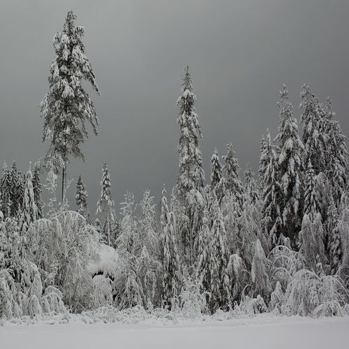 Winter Winter