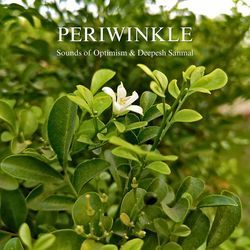 Periwinkle