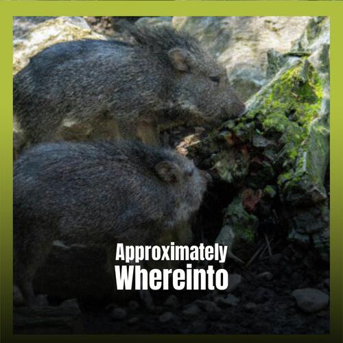 Whomso Nox cover art