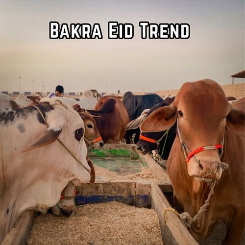 Bakra Eid Trend