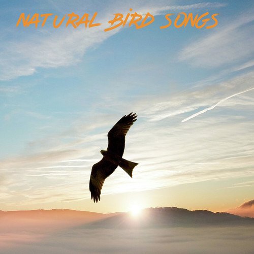 Natural Bird Songs